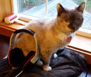 Titanfall Cat N Fall