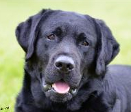 blacklab
