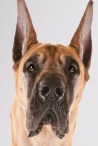 GreatDane_hero